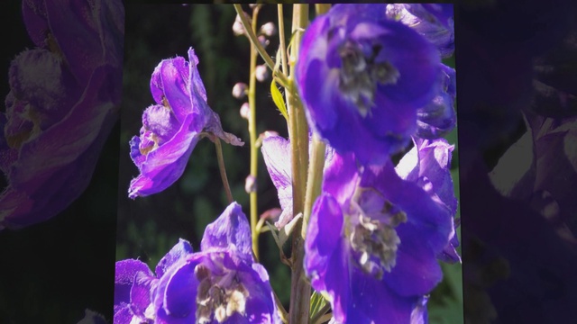 Цветы смотреть онлайн