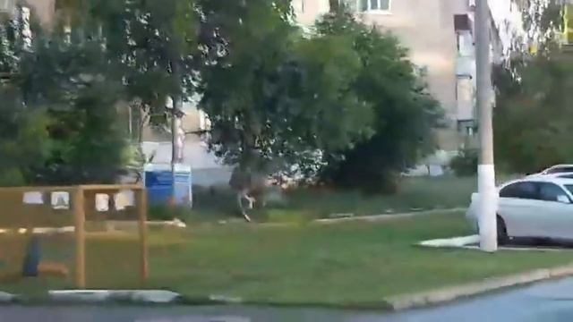 Лось Город Чусовой Просто лось смотреть онлайн