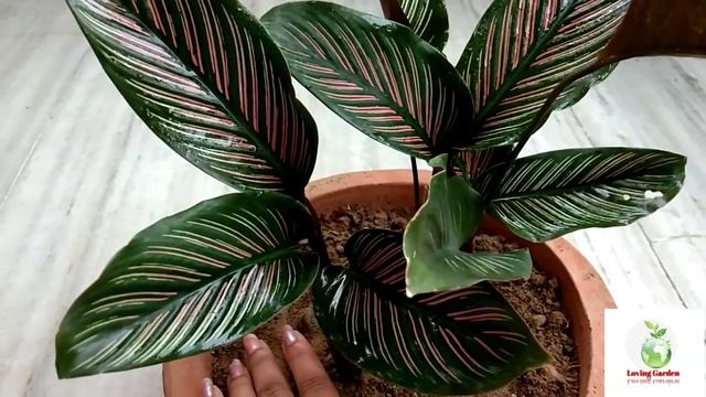 Care Of Calathea Ornata (Maranta) Indoor Plant Care In Summer // Best Indoor Plant Maranta Care//