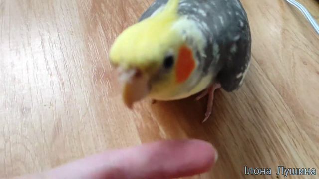 Попугай корелла играет смотреть онлайн