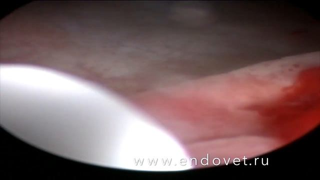 Катетеризация мочеточника у собаки