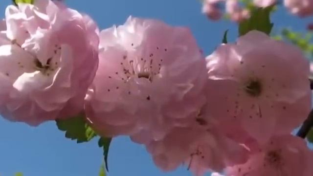 Secret Garden Adagio Когда цветет сирень смотреть онлайн