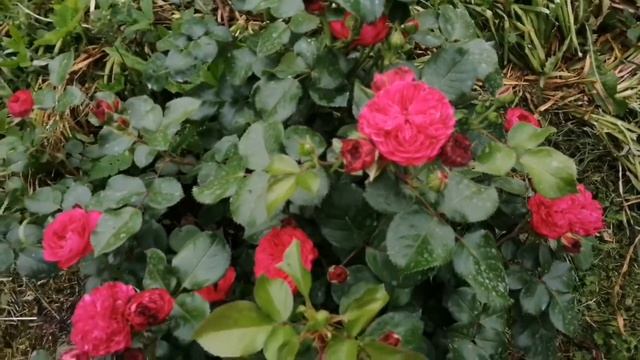 Розы мускусные, флорибунда и другие. Названия роз. смотреть онлайн