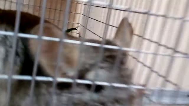 Шиншила 3 часа от рождения СМЕШНЫЕ КОТЫ И КОШКИ 2017 ПРИКОЛЫ С КОТАМИ И КОШКАМИ -