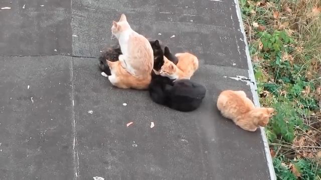 Кот хорошо устроился смотреть онлайн