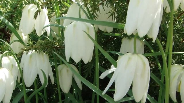 весна пришла,рябчики белые смотреть онлайн