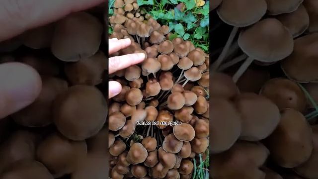 Медленно ходила по лесу с ножом в руках. #дачазимой #лесмойхрам #грибники #грибнойсезон #грибы смотреть онлайн