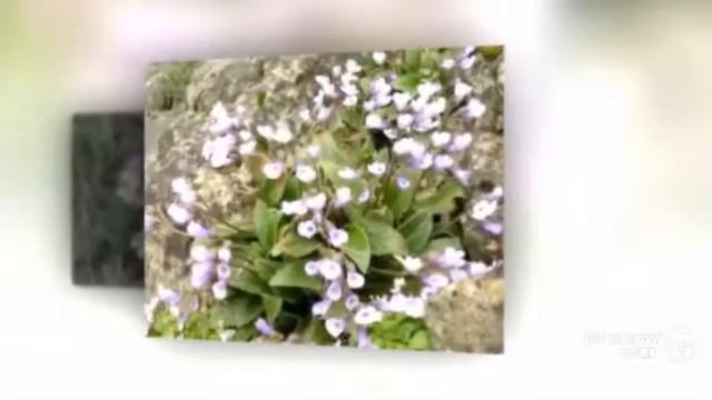 Haberlea - garden plants смотреть онлайн