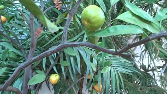 Citrus unshiu ´Miyagawa´ смотреть онлайн