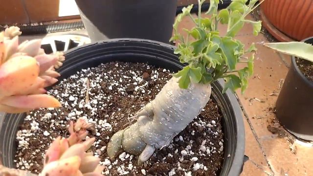 Planta Rara Kedrostis Africana