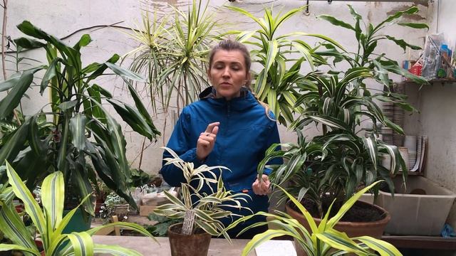 ДРАЦЕНА уход в домашних условиях смотреть онлайн