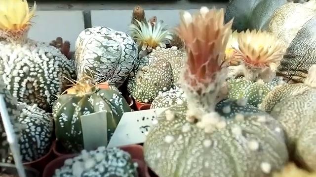 Кактусы цветут! 17.08.2019 смотреть онлайн