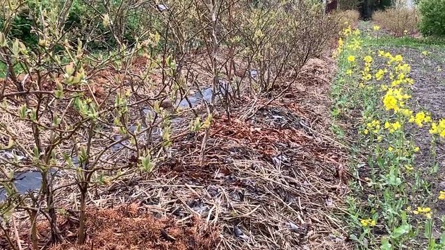 ЖИЗНЬ в ГЛУХОЙ ДЕРЕВНЕ. БЕЛАРУСЬ. ГОЛУБИКУ выращиваю без торфа и химии. На канале аж 100 видео смотреть онлайн