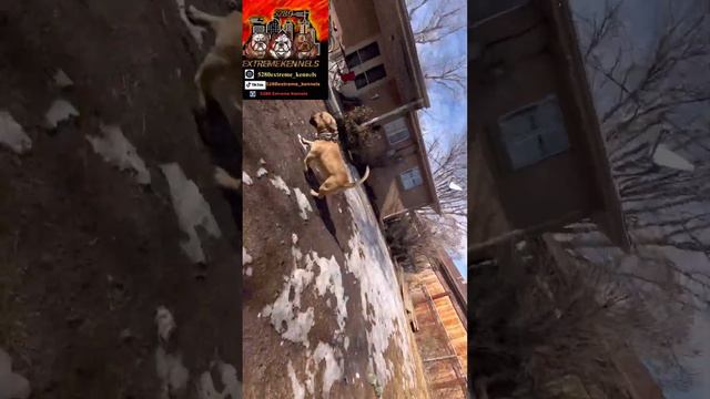 ￼ 5280 extreme kennels, exotic bully and pitbull daily blog Sum ! смотреть онлайн