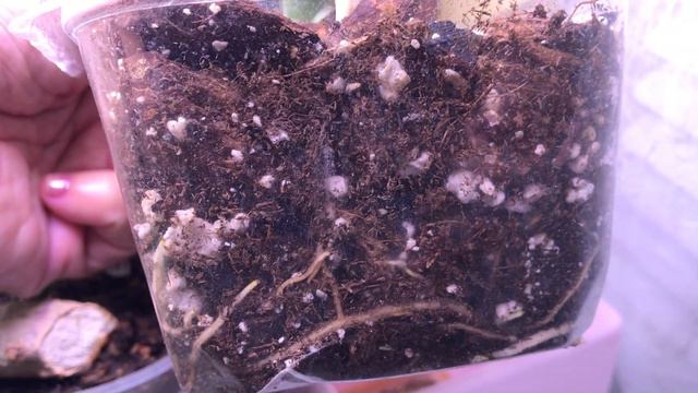 Houseplant Tour, November 4, 2020 | Featuring my Albos, Thai Constellation, and Rhap. tetrasperma! смотреть онлайн