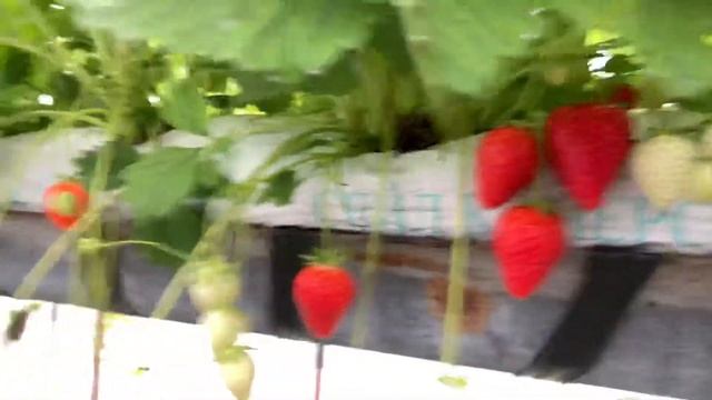 Ягоди Сорт Купидон във фаза на пълно плододаване - Cupid strawberries at the full fruiting stage смотреть онлайн