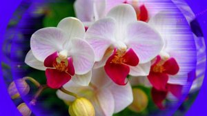 Футаж. Цветочный фон 147