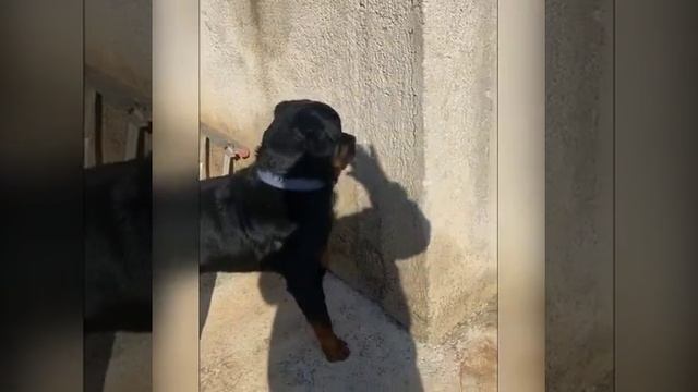 Бой с тенью смотреть онлайн