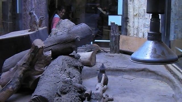 Зоопарк Уэно, Токио смотреть онлайн