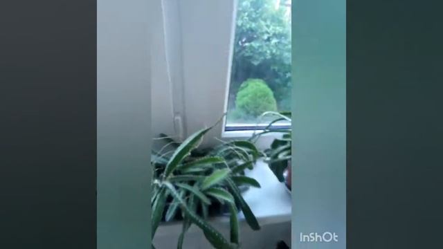 Выращивание Питахайи из семян. Полтора года спустя. смотреть онлайн