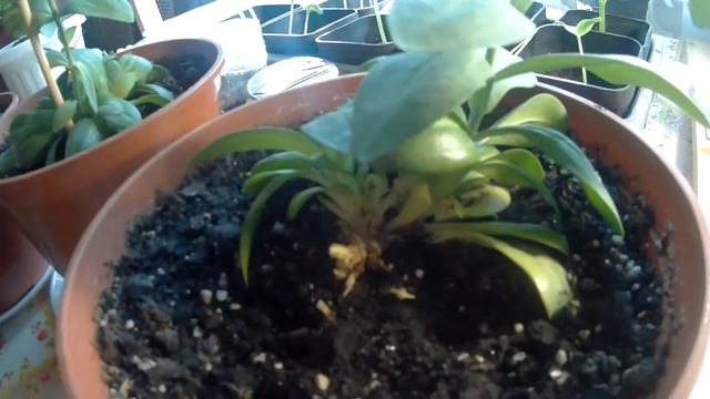 ЭУСТОМА . Выращивание эустомы как комнатное растение . Сроки цветения . смотреть онлайн