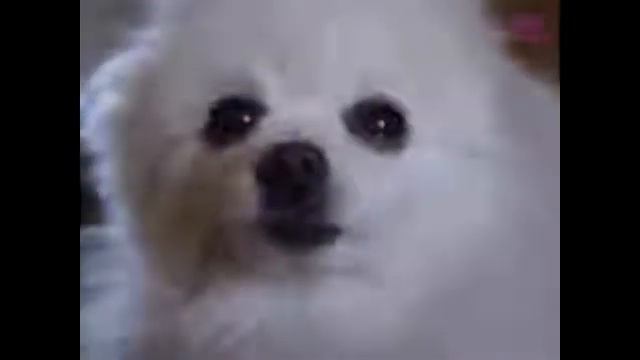 LIZER - Пачка Сигарет (ft пёс Гейб) смотреть онлайн