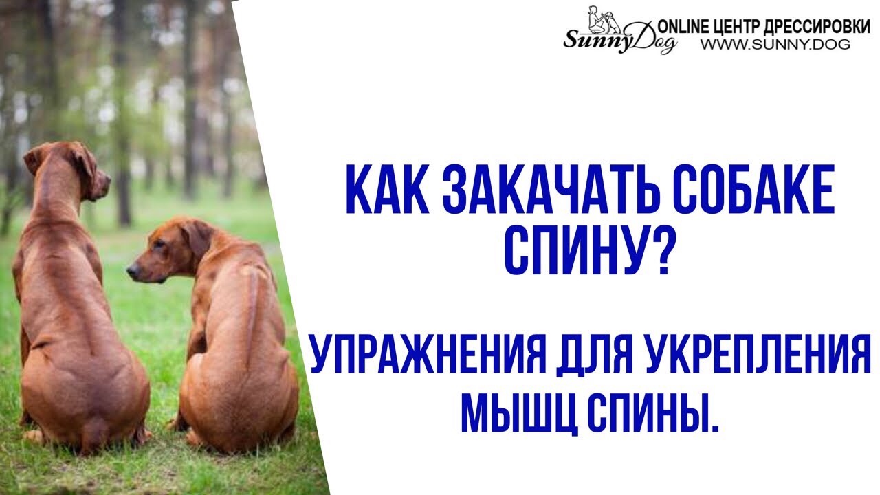 Упражнения для укрепления мышц спины собаки. Как закачать собаке спину? Догфитнес.