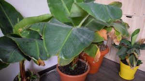 ВЫРАЩИВАНИЕ БАНАНОВ БЕЗ ПРОБЛЕМ! Уход за домашними бананами