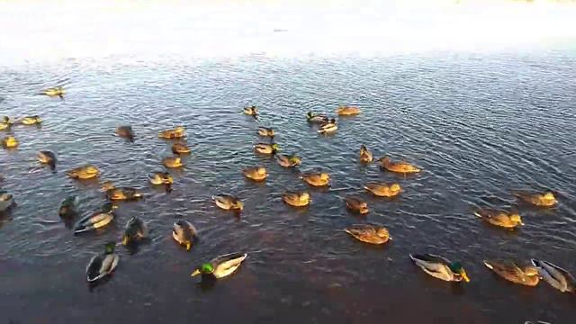 УТКИ И СЕЛЕЗНИ / ДЕКАБРЬ / wild ducks / Russia смотреть онлайн