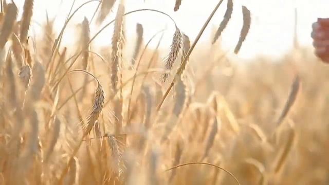 Праздник ЖАТВЫ "День благодарения" 13.09.2020г. смотреть онлайн
