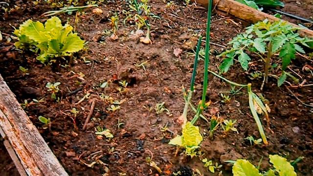 Высокая грядка как принцип органического земледелия. Достоинства и недостатк смотреть онлайн