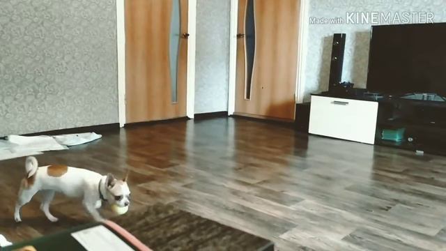 Чихуахуа Белла не даст скучать смотреть онлайн