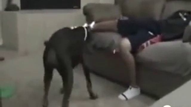 Собака откусила яйца пацану :D смотреть онлайн