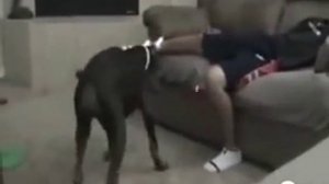 Собака откусила яйца пацану :D