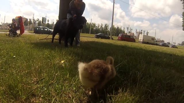 ЖАРЮ ГУСЯ. ГУСИН (1.6) смотреть онлайн