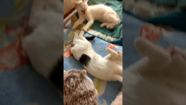 Зевать всем!!!!!!! смотреть онлайн