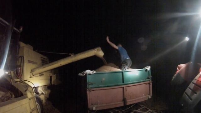 Żniwa 2013-Pszenica