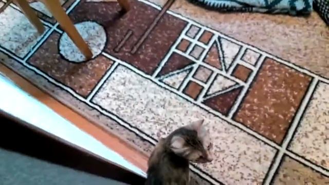 Делаю лежак для котов, Саньку уже нравится. смотреть онлайн