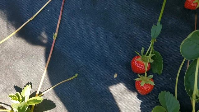 Миллинг Чемпион. Нейтрал с очень вкусной ягодой! смотреть онлайн