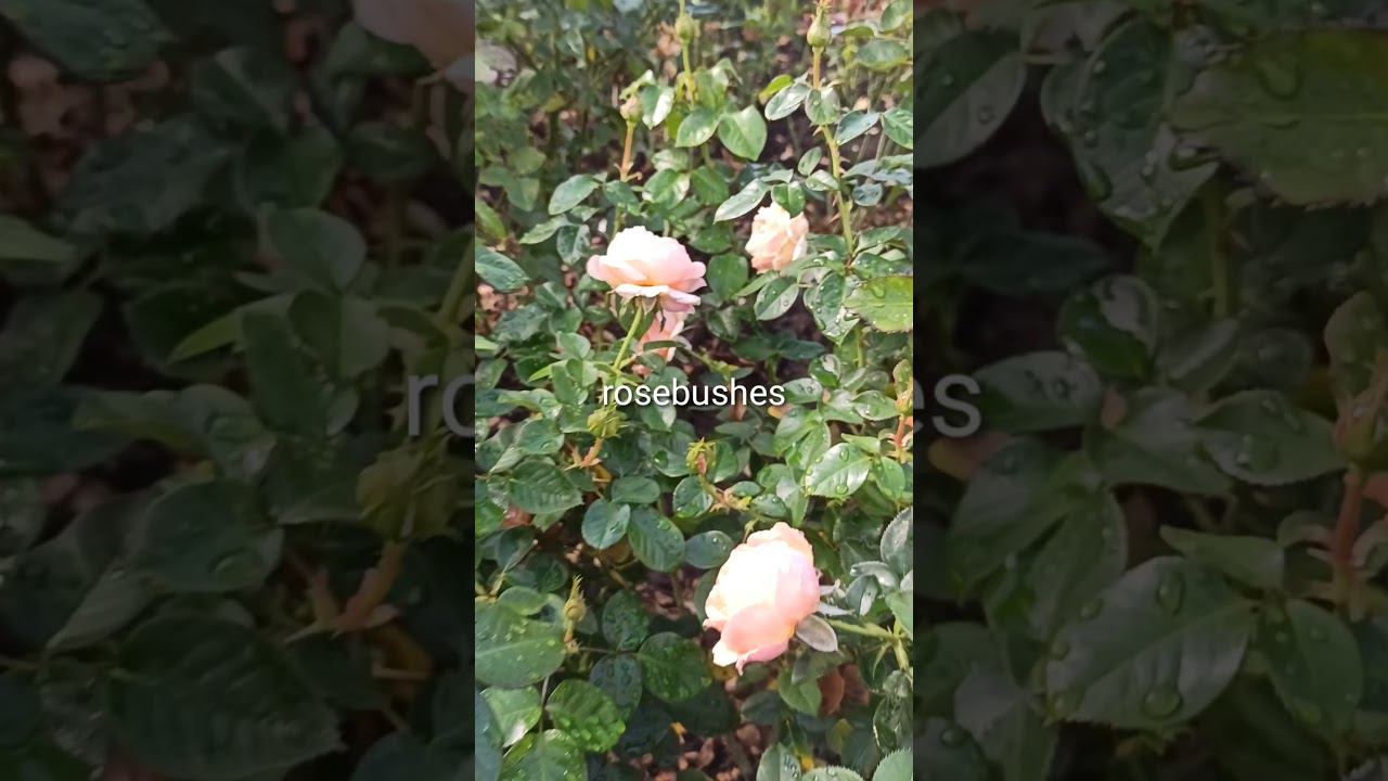 бежевая пионовидная, Ханни Дижон. https://rose-bushes.ru/ смотреть онлайн