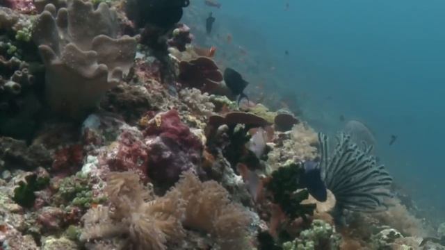 Science Today: Ocean Acidification | California Academy Of Sciences