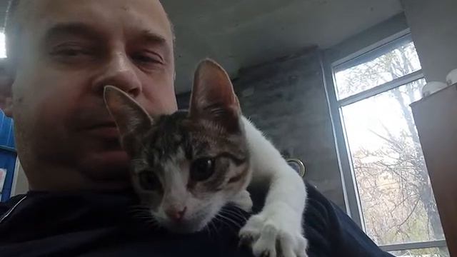 Кошка Лиза. смотреть онлайн
