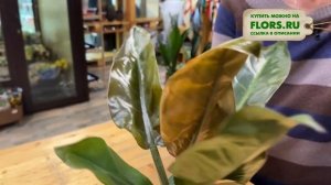 Филодендрон Конго Рохо - обзор сорта