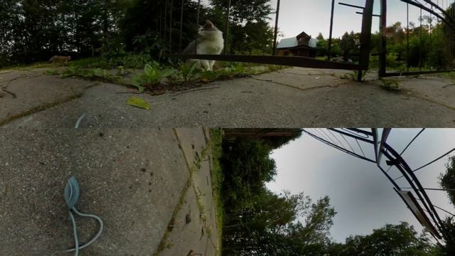 Умные Кошки