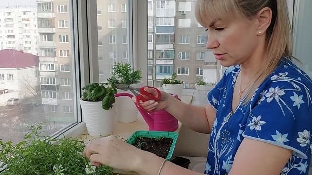 Как я черенкую весной алиссум вегетативный смотреть онлайн