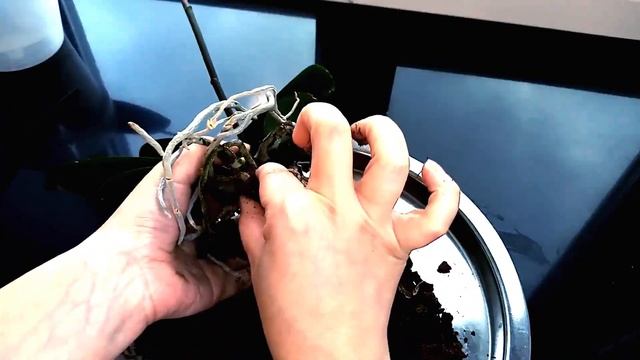 Пересадка орхидей в керамзит