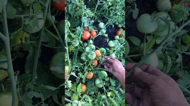 Томат Вашынгтон смотреть онлайн