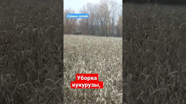 уборка кукурузы в полях, выгоняем зверя с поля смотреть онлайн