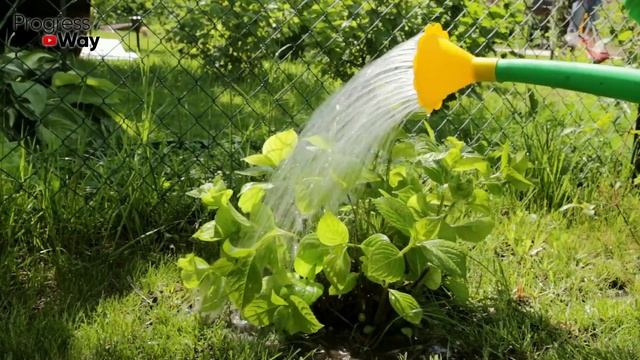 Сыплю На Все Грядки! Урожай Тоннами Собираю! Секрет Биолога! смотреть онлайн