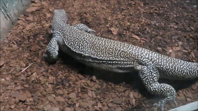 Синехвостый варан 07.08.2023 смотреть онлайн